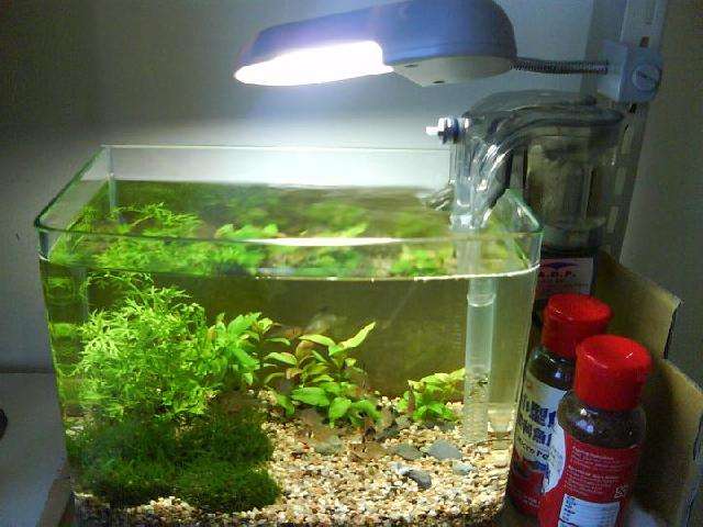 家里养什么鱼好旺财（详解：家里养几条鱼风水最好）