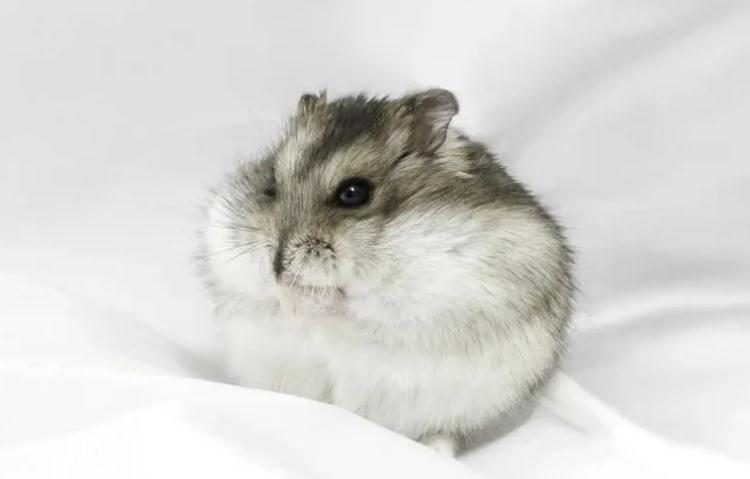 仓鼠要不要打针