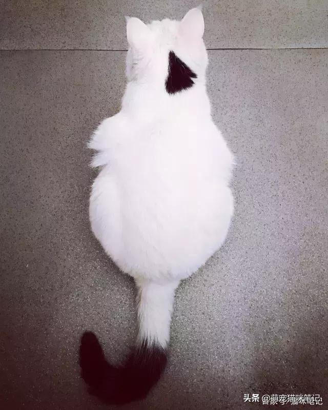 小猫拉稀能自愈吗(一个月小猫拉稀能自愈吗)