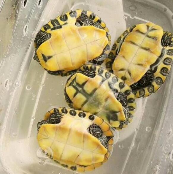 佛州甜甜圈龟真的好养吗