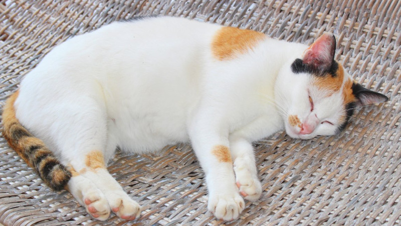 猫咪怀孕初期有多少症状发生（附：10个异常证明猫怀孕了）