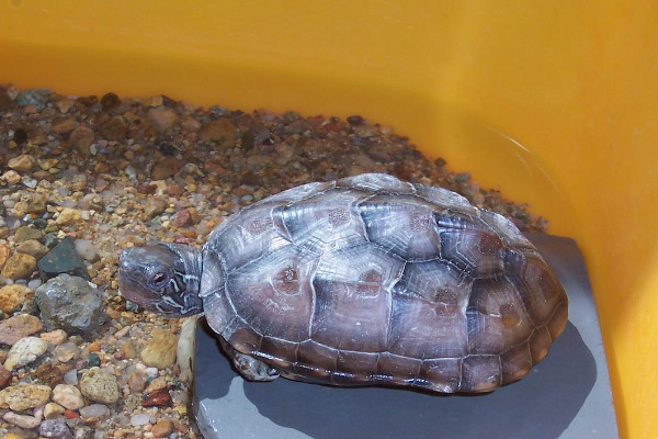 乌龟是什么类型的生物（附：乌龟不是两栖动物是爬行动物）