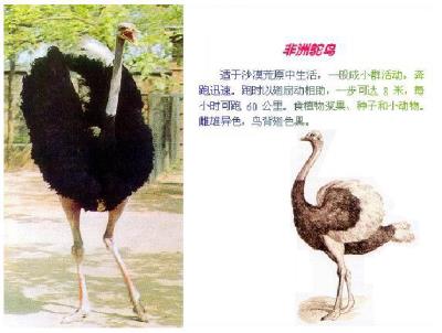 鸵鸟政策是什么政策（扯淡的鸵鸟政策）