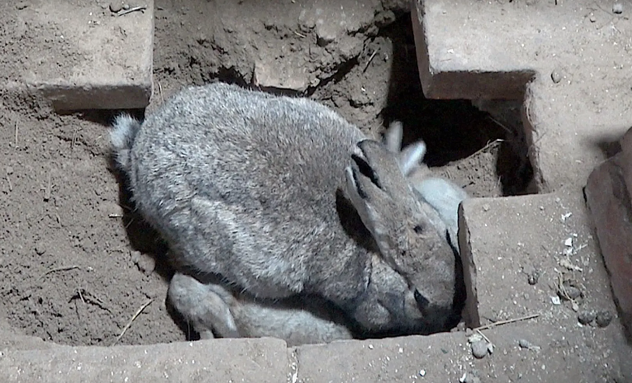 兔子繁殖周期有多久（详解：兔子配种的方法）