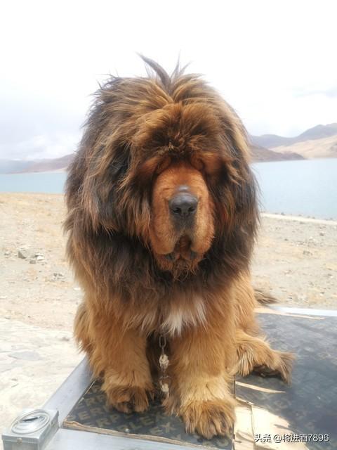 烈性犬是怎么分类的（烈性犬品种大全）