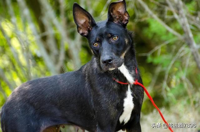 烈性犬是怎么分类的（烈性犬品种大全）