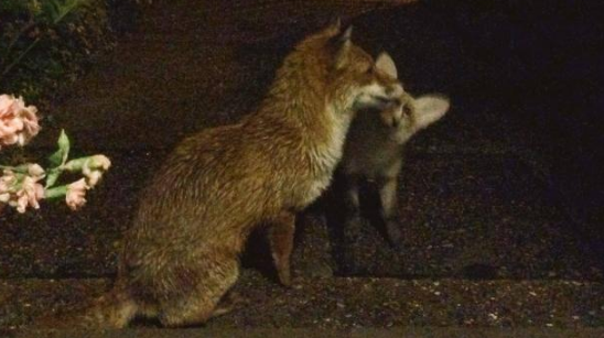 受伤狐狸寻求男子帮助，试探一年后，却带着“孩子”来投奔！