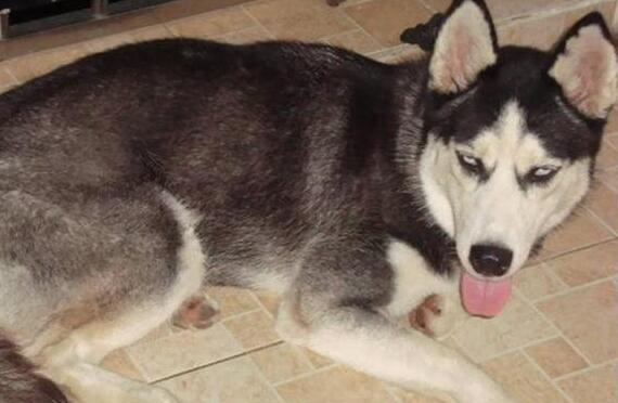 女主嫌二哈没玩伴