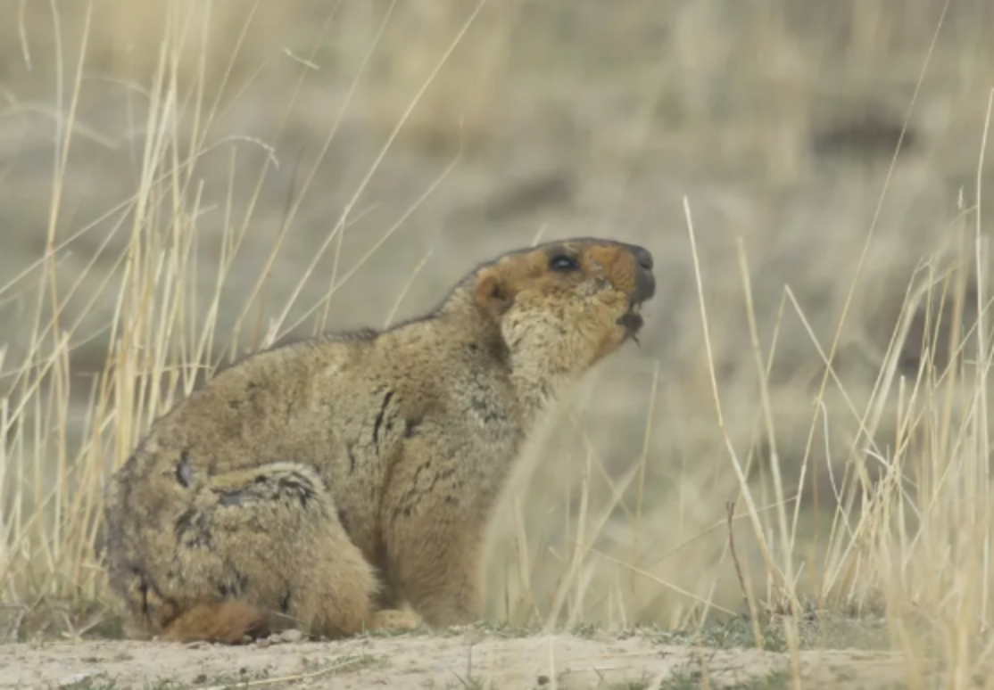 土拔鼠有药用价值吗（带你了解土拨鼠趣味知识）