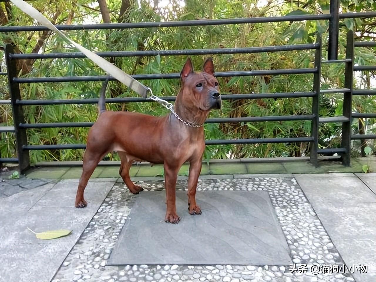 川东猎犬优点和缺点及图片（你知道川东猎犬纯种的标准吗）