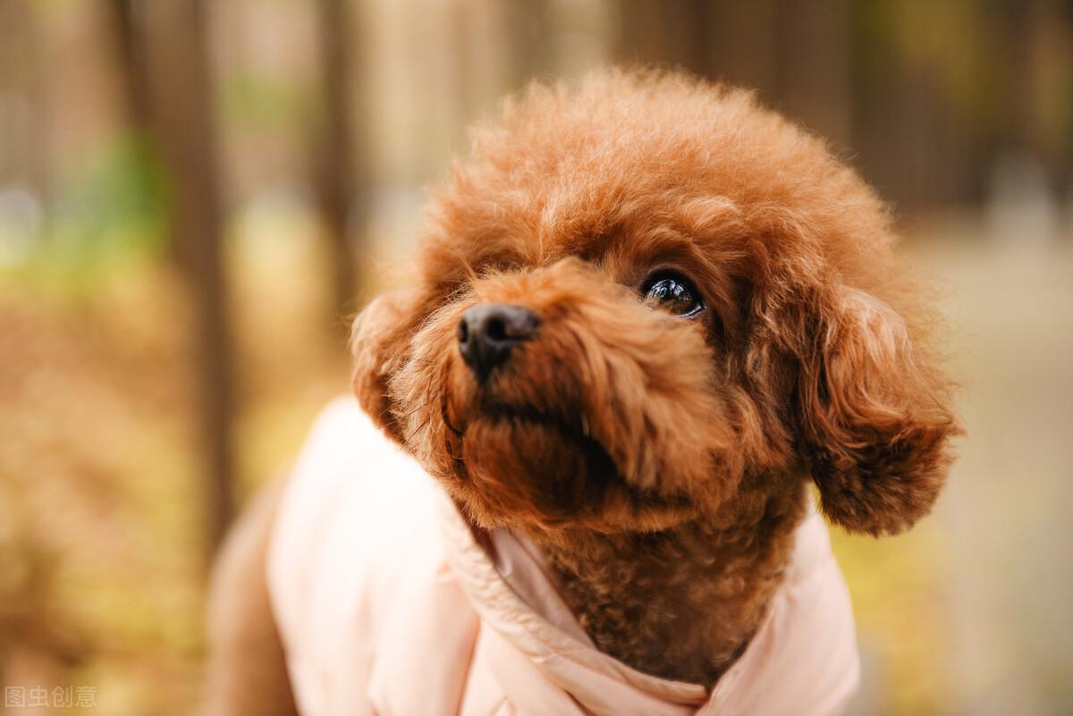 了解最常见的狗狗品种（详解：宠物狗都有哪几种品种）