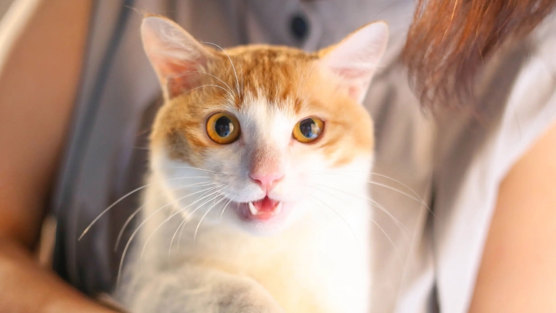 令猫害怕的东西是什么