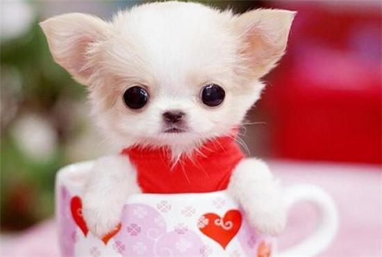 茶杯狗50元一只有吗（博美茶杯犬价格多少钱一只）