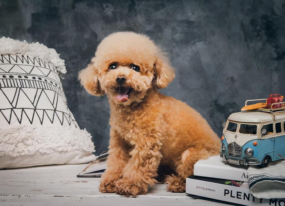 适合家养的狗狗排名（宠物狗什么品种好养）