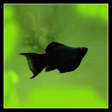 玛丽鱼为什么不建议养（注意：玛丽鱼是这三种鱼里适应性最差的）