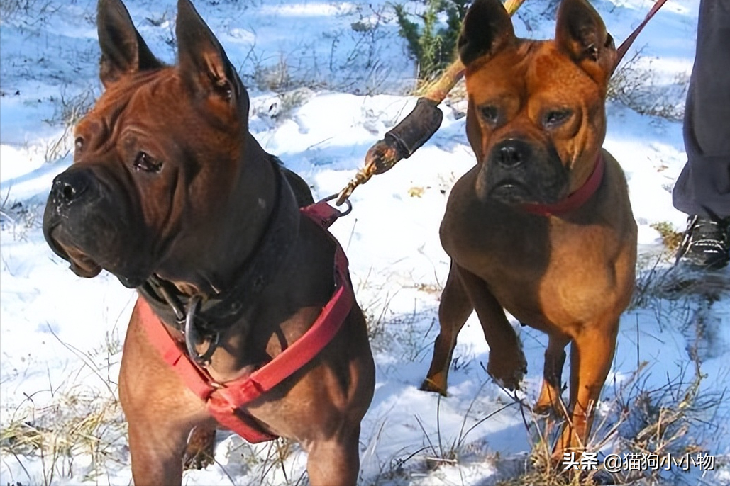 川东猎犬优点和缺点及图片（你知道川东猎犬纯种的标准吗）