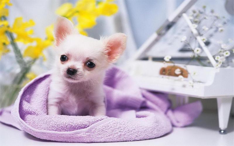 名狗大全狗品种介绍（名犬有哪几种小型犬）