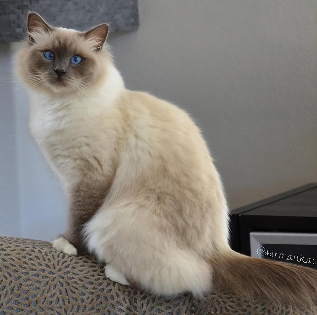 伯曼猫——被称为护殿神猫你了解吗（附：伯曼猫图）