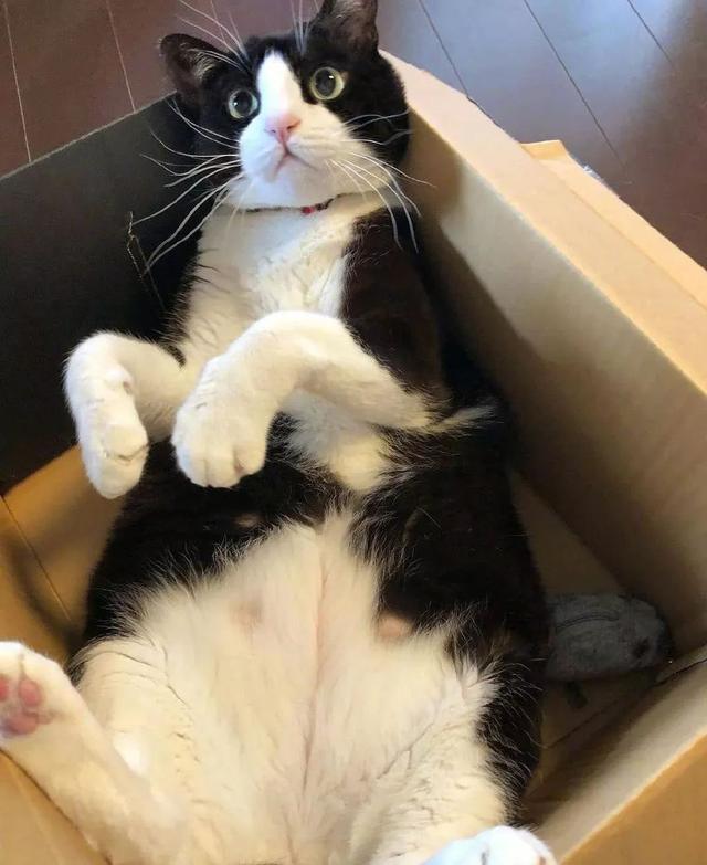 什么猫最贵(什么猫最贵最值钱排名)