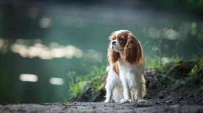 骑士查理王猎犬（查尔斯王骑士猎犬）