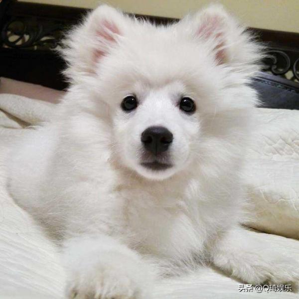 爱斯基摩犬图片大全（附：爱斯基摩犬价格多少钱一只）