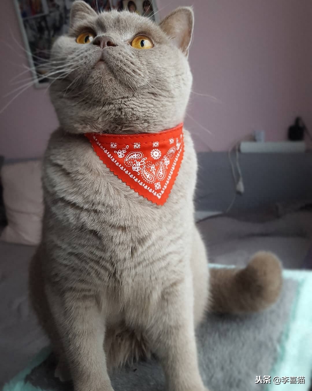 猫一直叫个不停咋办（附：幼猫喵喵叫通常是有需求的）