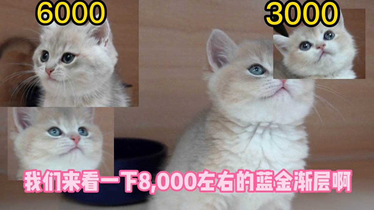 蓝金渐层多少钱一只（附：各个价位的蓝金渐层一览表）