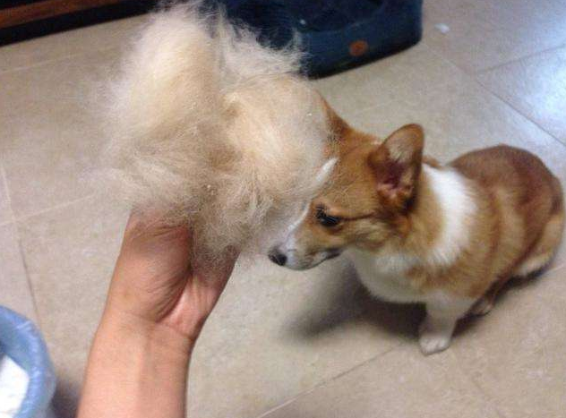 威尔士柯基犬多少钱一只幼崽（威尔士柯基犬的优点和缺点）