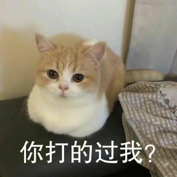 大脸猫图片卡通头像