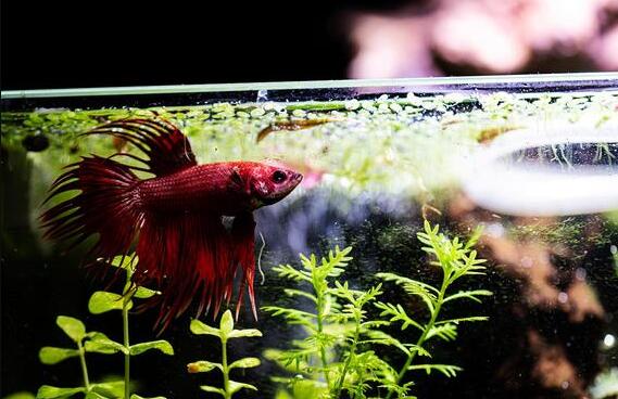 泰国斗鱼的养殖方法，赶紧码住吧！