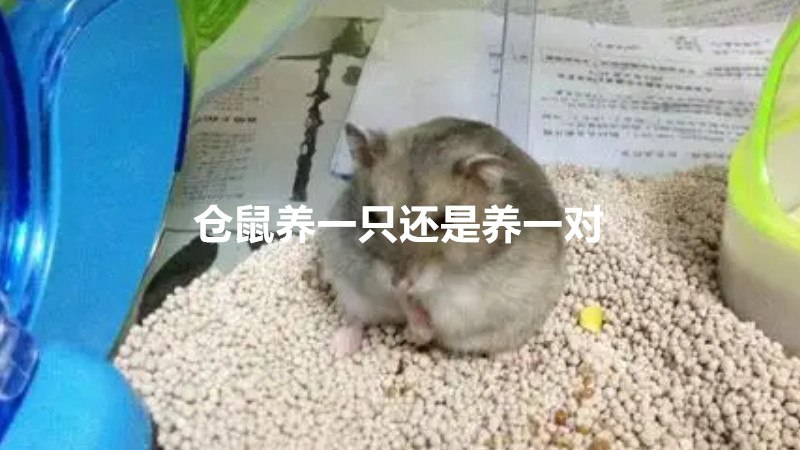 为什么建议养一只仓鼠