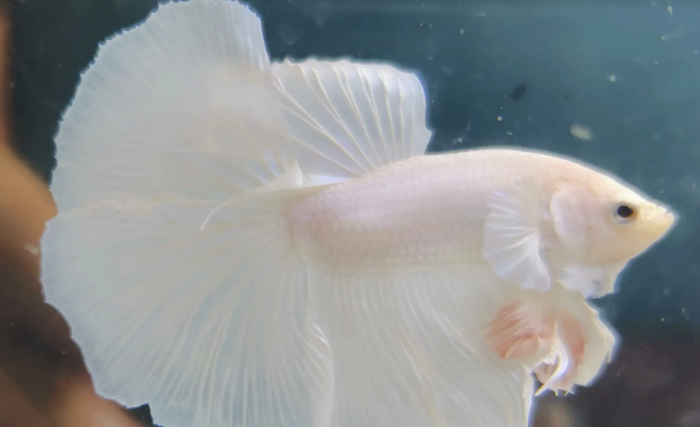 斗鱼几天不吃会饿死吗