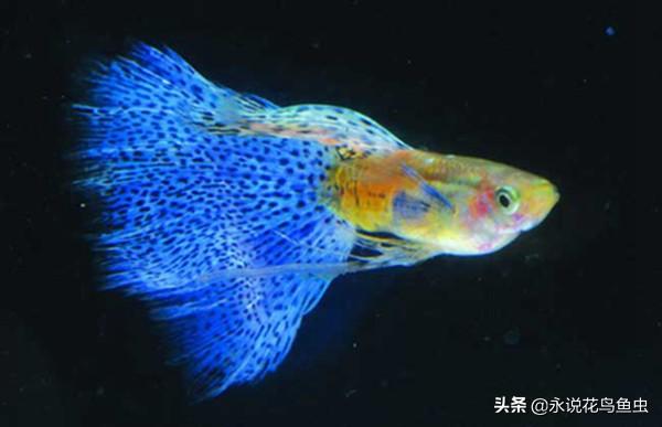 推荐好养的热带鱼排名（热带鱼的种类有哪些）