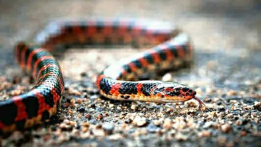 一圈黑色一圈红色的是什么蛇（ 详解：红黑相间的蛇有毒吗）