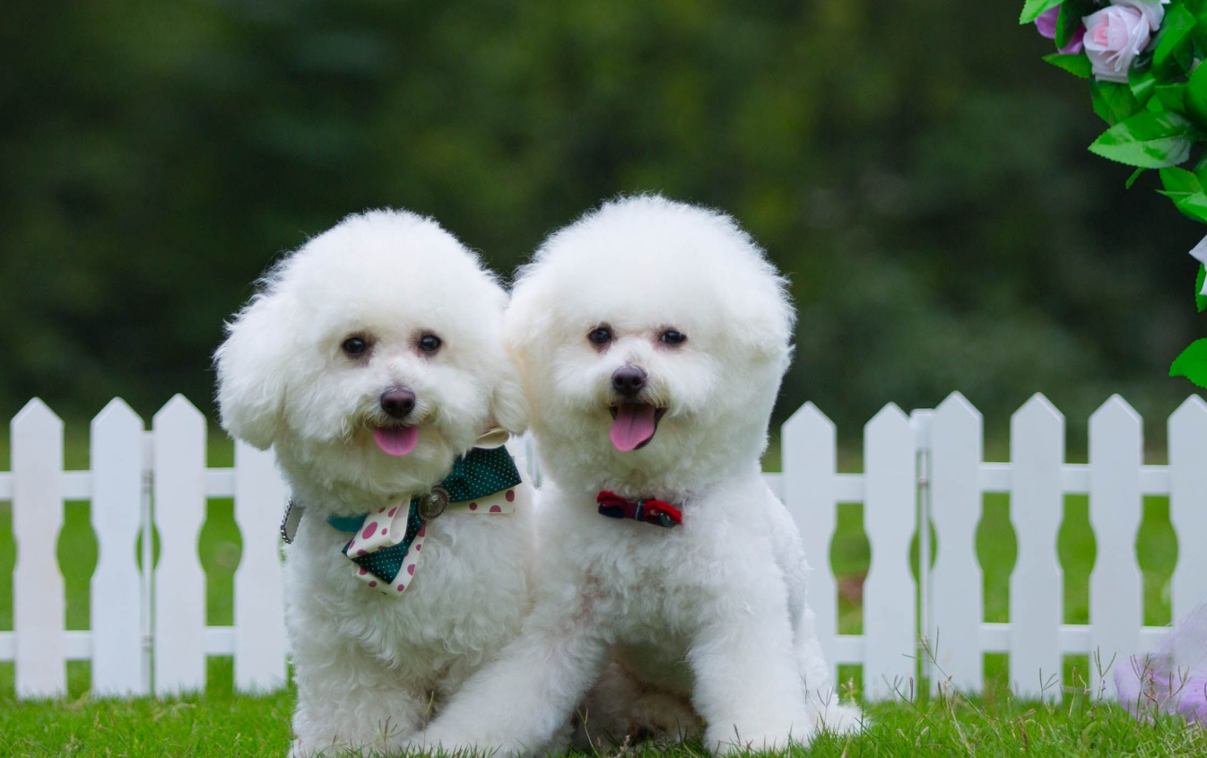 好养的小型宠物犬（适合家养的小型狗有哪些）