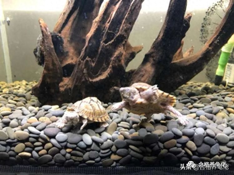 为何有些时候不建议养龟（附：老一辈说年轻人不要养龟）