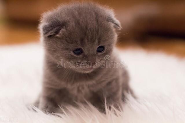 猫咪图片（附：可爱的小猫咪纯图）