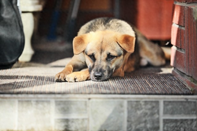 养狗的利润与成本如何算（附：养殖1000只土狗的利润分析）