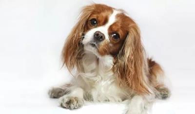 骑士查理王猎犬（查尔斯王骑士猎犬）