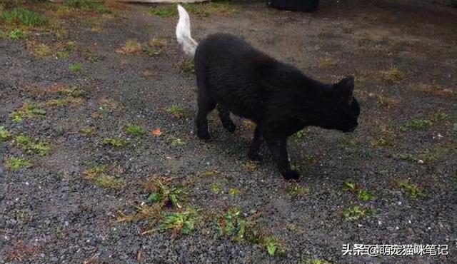 小猫拉稀能自愈吗(一个月小猫拉稀能自愈吗)