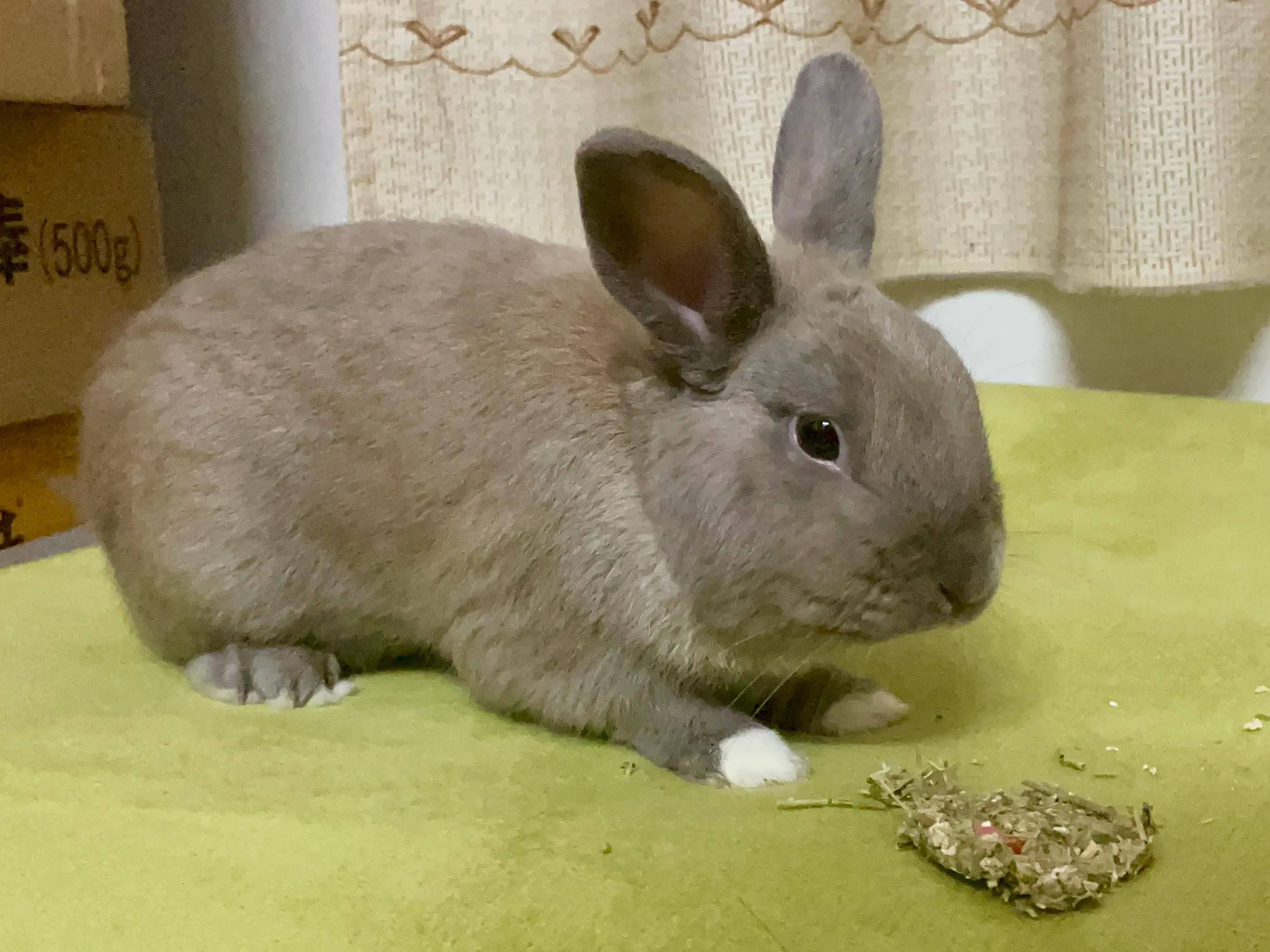 地摊上买的30元一只的兔子是肉兔吗（常见的漂亮兔子品种价格）