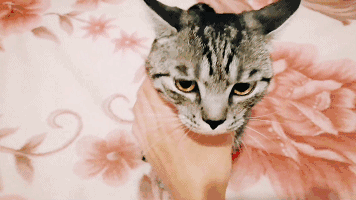 公猫发情时间(公猫一年发几次情啊)