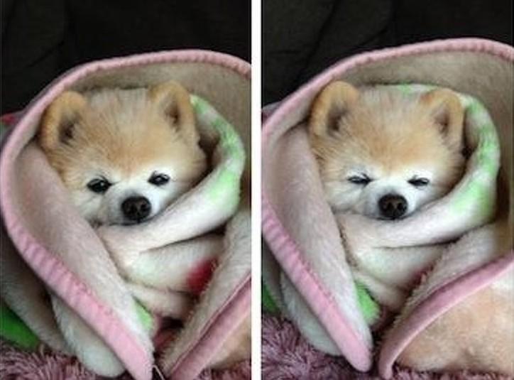 肉狗养殖利润与成本