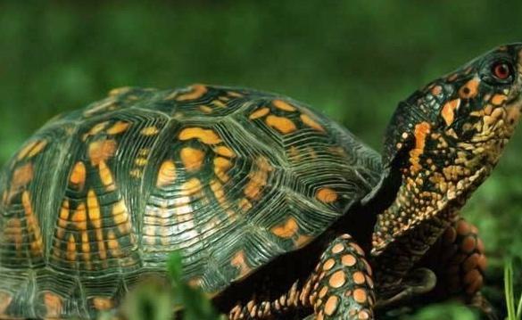 耐养便宜冷门小宠物（适合小学生党便宜好养的小型宠物）