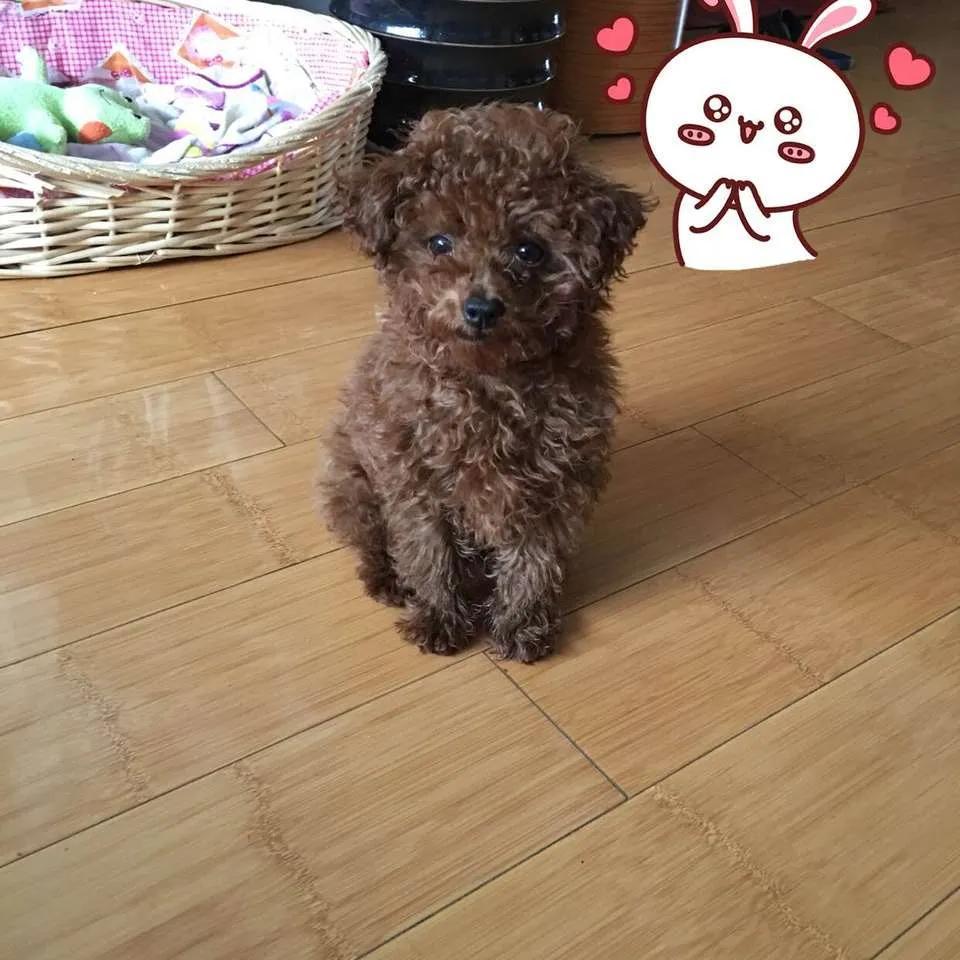 狗得犬瘟自己在家如何治疗（分享犬瘟前期在家治疗的真实事件）