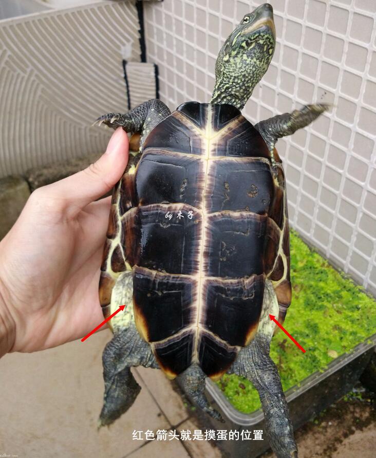 怎么知道乌龟怀孕了（乌龟怀孕后护理方法及注意事项）