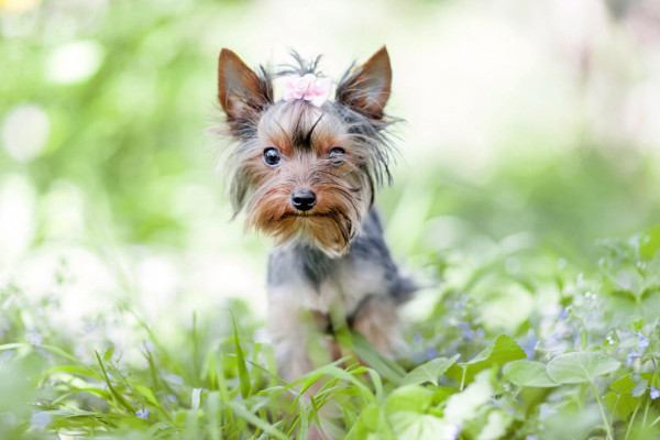 3种不同级别的约克夏各多少钱一只（注意：犬舍也会约克夏犬市场价格哦）
