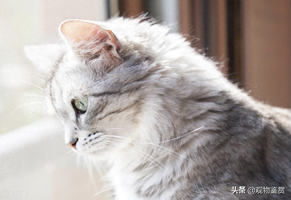 男猫咪的名字独特一点（附：适应当下时尚潮流的公猫名）