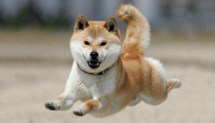 一只白色柴犬多少钱（附：最新柴犬价格表）