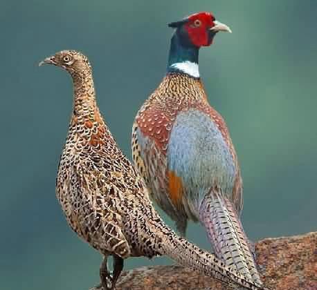 国家保护鸟类图片大全带鸟名（农村鸟的种类名称大全和图片）